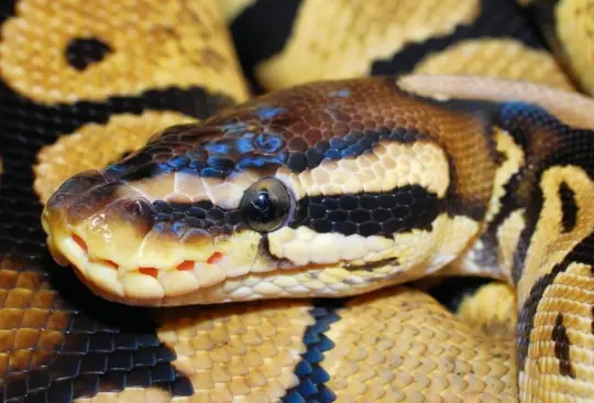 Hombre va al baño y serpiente lo ataca mientras estaba en el inodoro