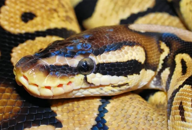 Hombre va al ba&ntilde;o y serpiente lo ataca mientras estaba en el inodoro