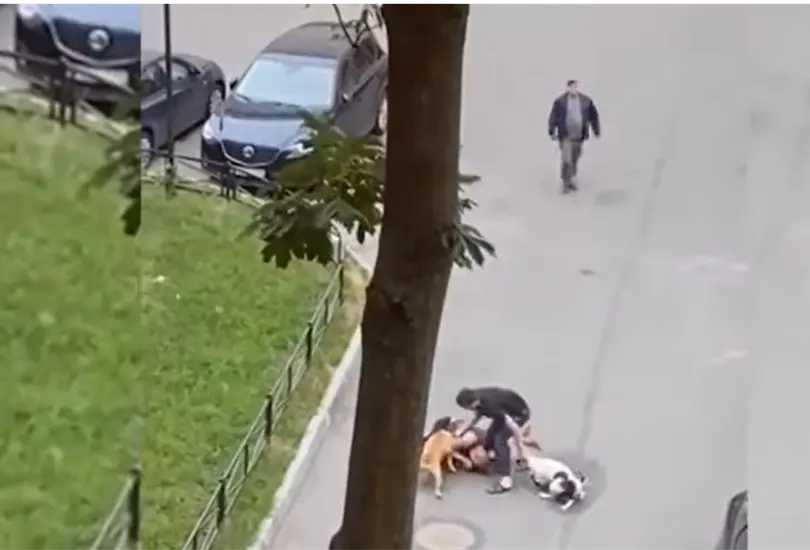 Hombre salva a su perro de un ataque de dos bull terrier; lo cubri&oacute; con su cuerpo