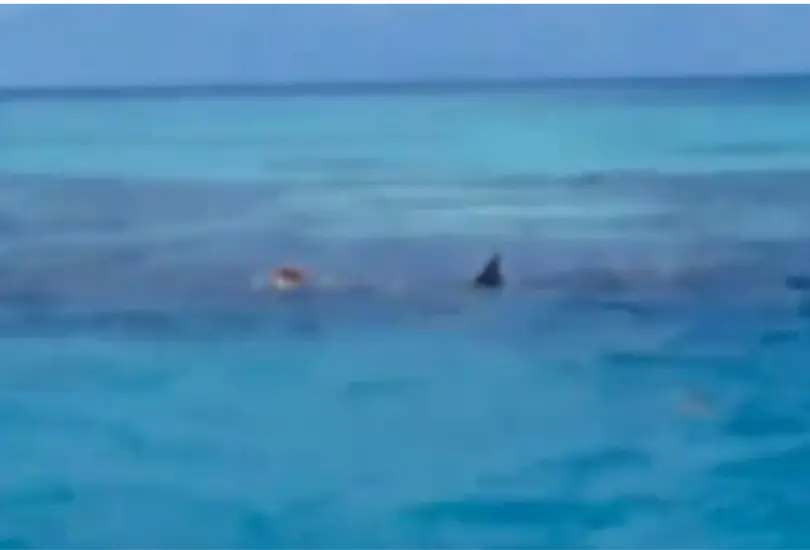 Tiburones devoran cuerpo de un hombre; impidieron su rescate