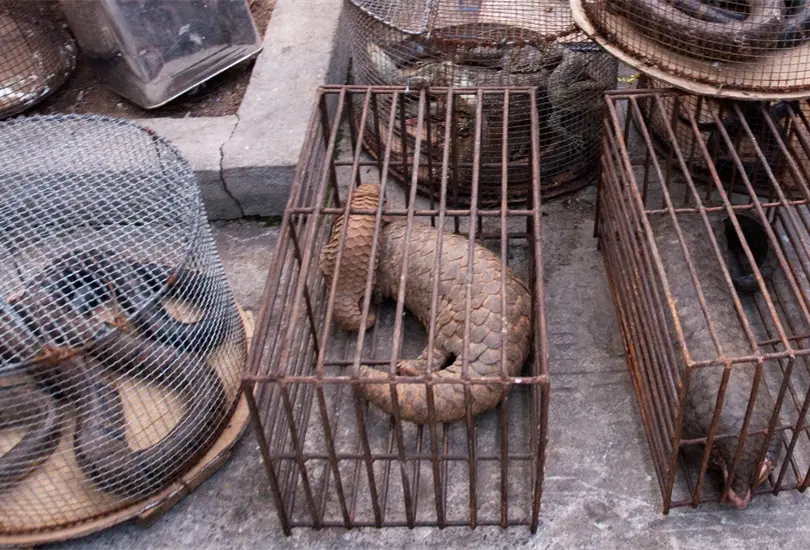 Por qu&eacute; el cambio clim&aacute;tico podr&iacute;a ser factor de una pr&oacute;xima pandemia 