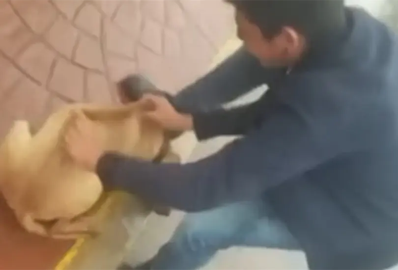 Perro callejero es arrojado a un r&iacute;o tras el paso del hurac&aacute;n Grace