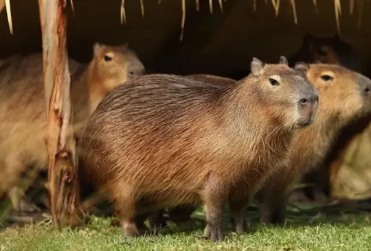 Capibaras invaden uno de los barrios más lujosos de Argentina