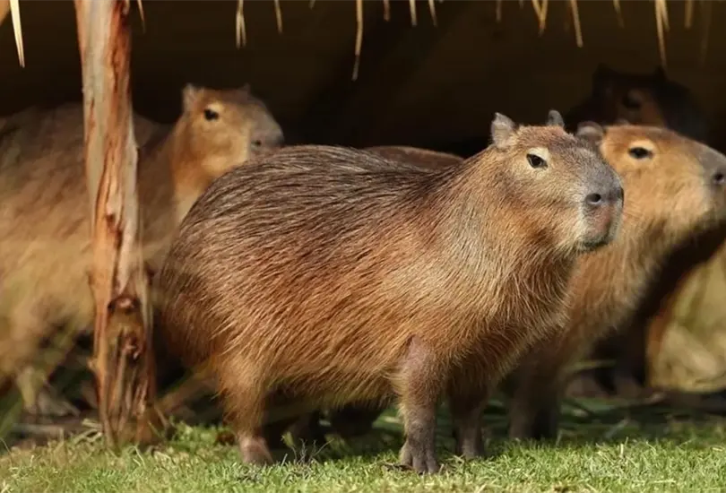 Capibaras invaden uno de los barrios m&aacute;s lujosos de Argentina