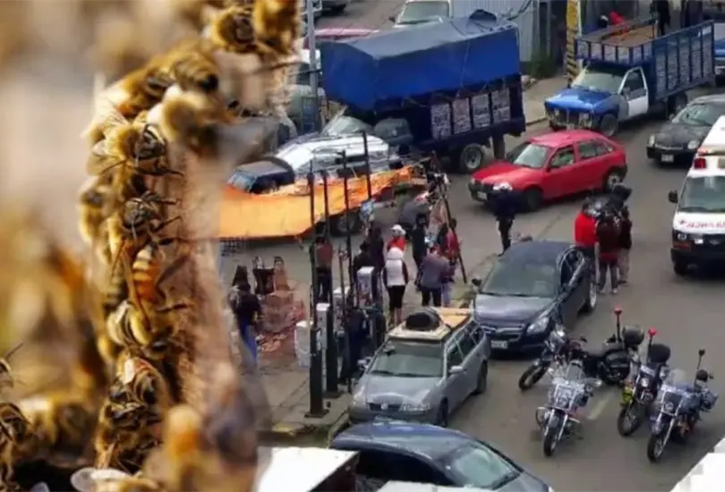 Ataque de abejas africanas deja cuatro personas hospitalizadas en Pachuca