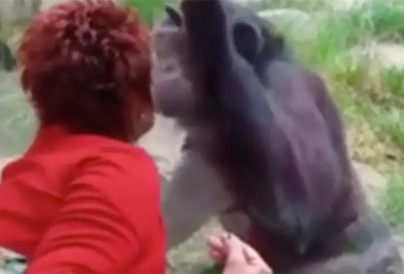 Vetan de zool&oacute;gico a mujer por tener una relaci&oacute;n con un chimpanc&eacute;
