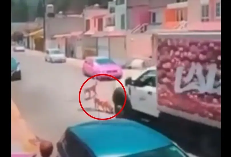 Exigen justicia para Bambi, una perrita atropellada por un cami&oacute;n repartidor 