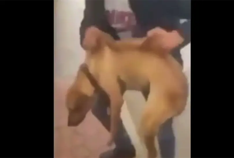 Capturan al sujeto que arroj&oacute; un perrito a r&iacute;o en San Luis Potos&iacute; 