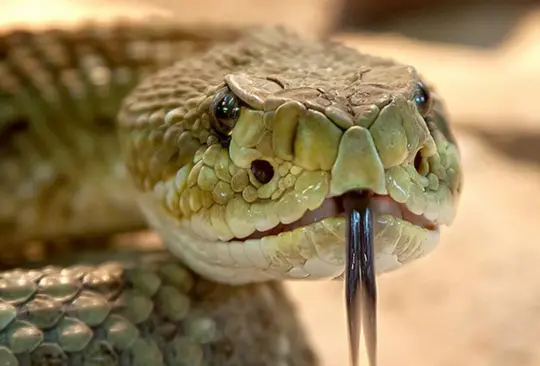 Veneno de serpiente evita la reproducción del COVID-19 en el organismo, según estudio Veneno de serpiente evita la reproducción del COVID-19 en el organismo, según estudio