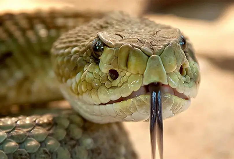 Veneno de serpiente evita la reproducci&oacute;n del COVID-19 en el organismo, seg&uacute;n estudio