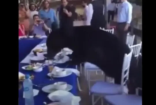 Un oso negro se cuela a una fiesta y come frijoles charros