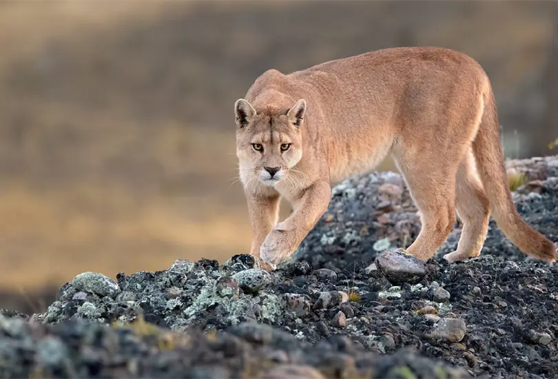 Madre salva a su hijo de cinco a&ntilde;os de ser asesinado por un puma