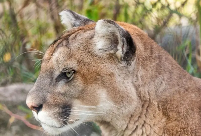 Muere ni&ntilde;o mazateco tras ser atacado por un puma en Oaxaca
