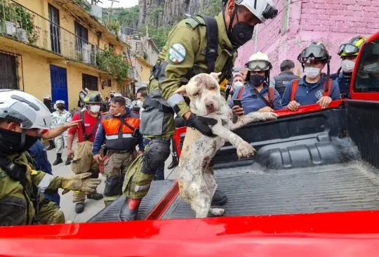 Rescatan a perrito de entre los escombros del Cerro del Chiquihuite Rescatan a perrito de entre los escombros del Cerro del Chiquihuite