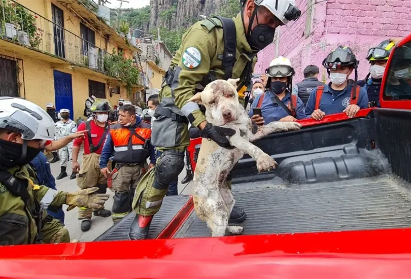 Rescatan a perrito de entre los escombros del Cerro del Chiquihuite Rescatan a perrito de entre los escombros del Cerro del Chiquihuite