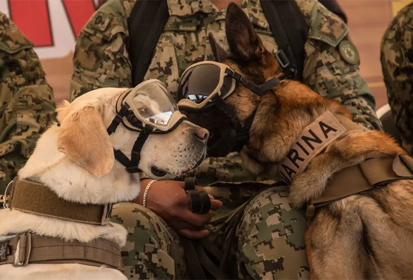 Qu&eacute; fue de Frida, Evil, Ecko y Alondra, los perritos que se convirtieron en h&eacute;roes el 19S