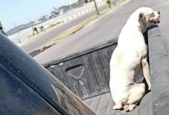 Hombre da último paseo a su perrito con cáncer antes de dormirlo Hombre da último paseo a su perrito con cáncer antes de dormirlo