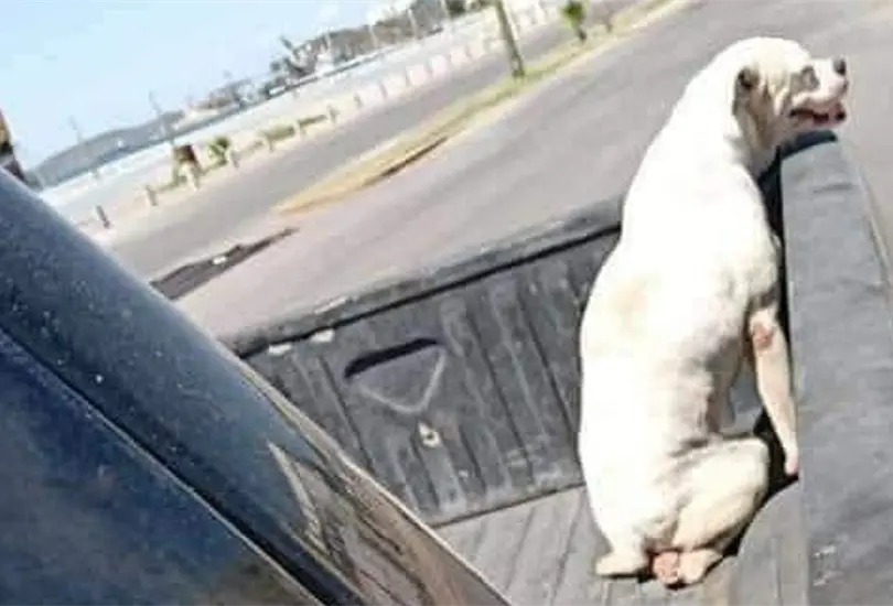 Hombre da último paseo a su perrito con cáncer antes de dormirlo Hombre da último paseo a su perrito con cáncer antes de dormirlo