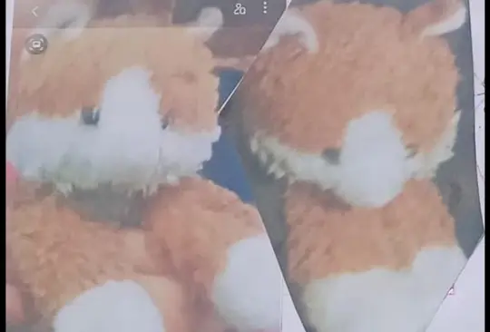 Es mi mejor amigo: niña ofrece recompensa para recuperar a su peluche Es mi mejor amigo: niña ofrece recompensa para recuperar a su peluche