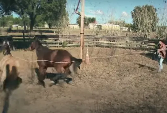 Mujer transgénero se asume como caballo y pide al gobierno cubrir gastos de su transición Mujer transgénero se asume como caballo y pide al gobierno cubrir gastos de su transición