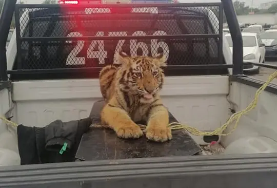 Capturan a cachorro de tigre que deambulaba por calles del Edomex