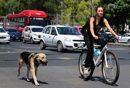 Conoce cómo registrar a tu mascota en el Registro Único de Animales de Compañía