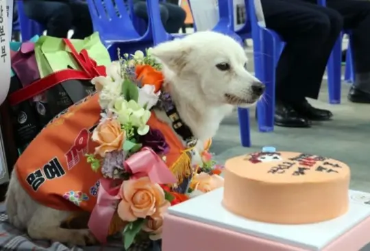 Baekgu, un héroe honorario por salvar a su dueña Baekgu, un héroe honorario por salvar a su dueña