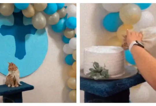 Joven causa polémica en TikTok por bautizar a su gato y hacerle una fiesta Joven causa polémica en TikTok por bautizar a su gato y hacerle una fiesta