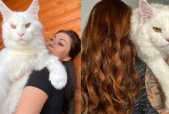 Gato gigante se vuelve viral; pesa 12 kilos y lo confunden con un perro | FOTOS