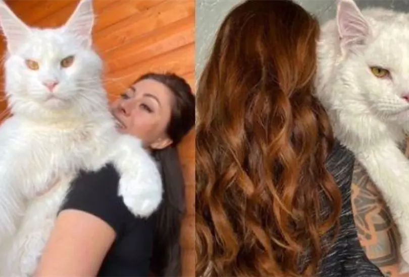 Gato gigante se vuelve viral; pesa 12 kilos y lo confunden con un perro | FOTOS Gato gigante se vuelve viral; pesa 12 kilos y lo confunden con un perro | FOTOS