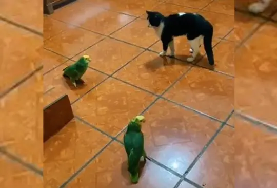 Loros conquistan TikTok al cantar Corre de Jesse y Joy ante la mirada de un gato | VIDEO Loros conquistan TikTok al cantar Corre de Jesse y Joy ante la mirada de un gato | VIDEO