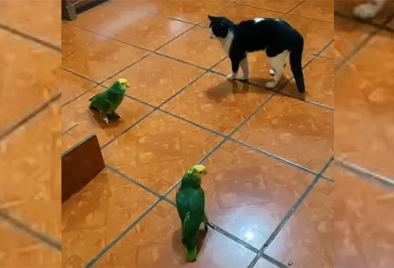 Loros conquistan TikTok al cantar Corre de Jesse y Joy ante la mirada de un gato | VIDEO