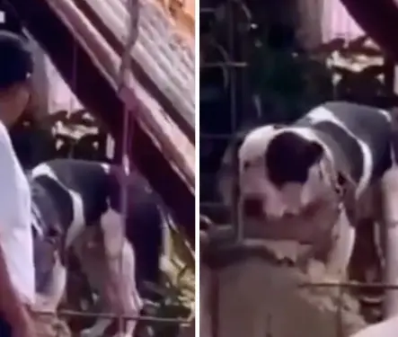 Pitbull casi le arranca el brazo a supuesto ladrón por defender su casa en Chiapas