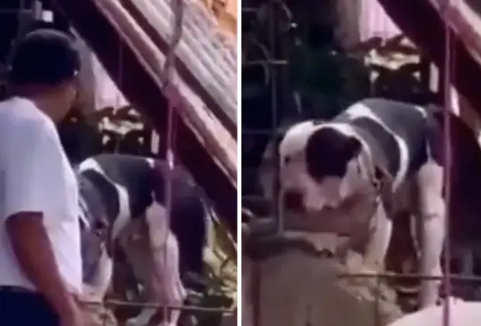 En redes han bautizado al perro pitbull como El héroe de Copoya En redes han bautizado al perro pitbull como El héroe de Copoya