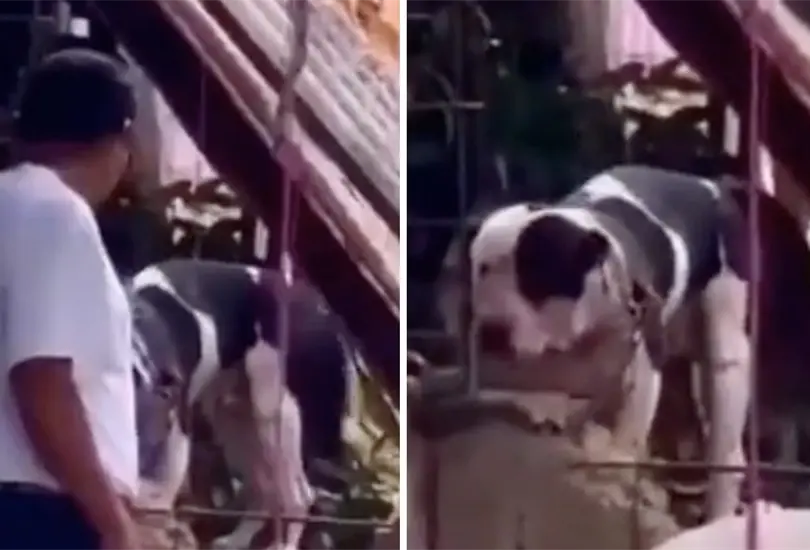 En redes han bautizado al perro pitbull como El h&eacute;roe de Copoya