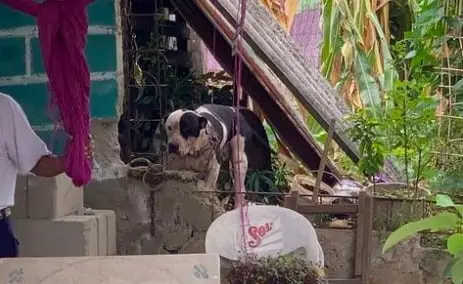 El perro de raza pitbull casi arranca el brazo a un presunto ladr&oacute;n que ingres&oacute; a su domicilio en la comunidad de Copaya, en Chiapas Cr&eacute;ditos: Especial 