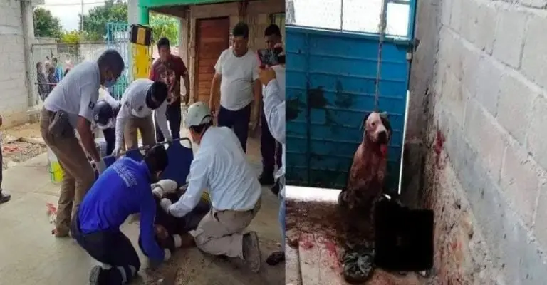 El perro habría atacado al hombre, identificado como José Arbey "N", quien resultó gravemente lesionado Créditos: Especial
