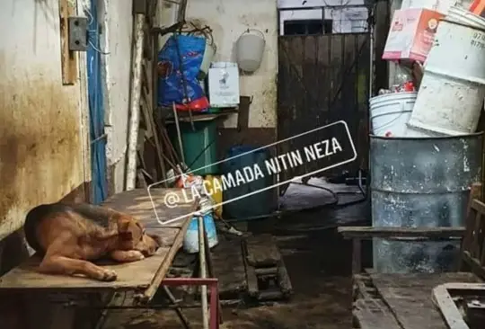 Protección Animal Nitin México denunció en redes sociales que en la colonia Benito Juárez del municipio de Nezahualcóyotl un hombre sacrifica perros para vender la carne a taquerías de la zona Protección Animal Nitin México denunció en redes sociales que en la colonia Benito Juárez del municipio de Nezahualcóyotl un hombre sacrifica perros para vender la carne a taquerías de la zona