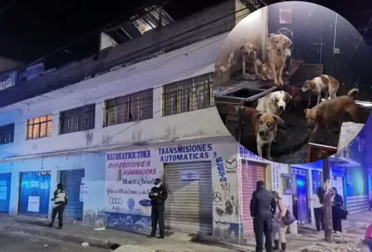 La asociación Protección Animal Nitin México, denunció que un hombre sacrificaba perros para vender la carne en taquerías La asociación Protección Animal Nitin México, denunció que un hombre sacrificaba perros para vender la carne en taquerías