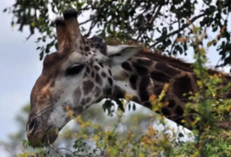 La beb&eacute; fue llevada a una cl&iacute;nica cercana donde muri&oacute; Cr&eacute;ditos: Especial 