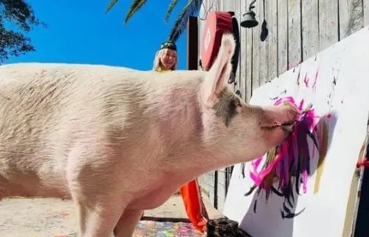 Pigcasso es una cerdita famosa por sus pinturas de expresionismo abstracto Pigcasso es una cerdita famosa por sus pinturas de expresionismo abstracto
