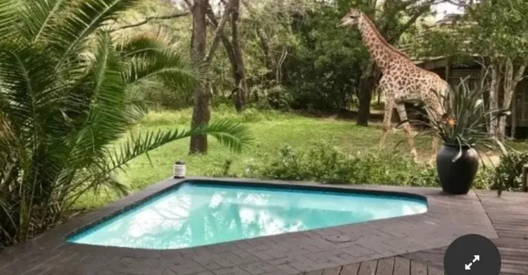 Dentro del Kuleni Game Park, en Sudáfrica, los animales se pasean por las lujosas casas que se alquilan a turistas Créditos: Especial