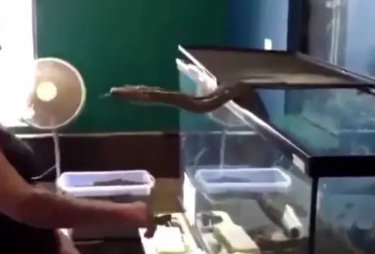 La mujer fue atacada por la serpiente que tenía como mascota. La mujer fue atacada por la serpiente que tenía como mascota.