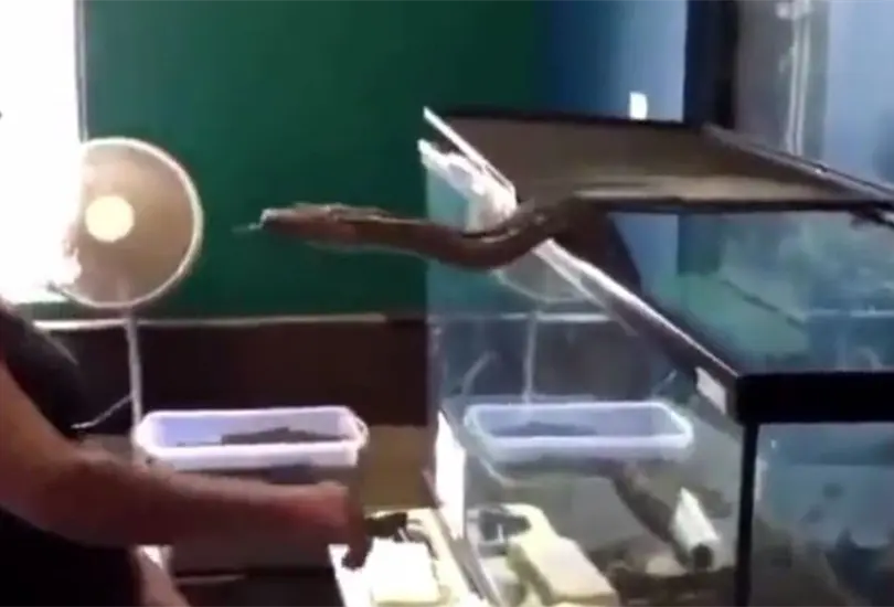 La mujer fue atacada por la serpiente que ten&iacute;a como mascota. 