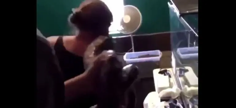 El animal se enredó en el brazo de la mujer. Foto: captura de pantalla.