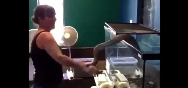 La mujer sacó a la serpiente de la pecera. Foto: captura de pantalla.