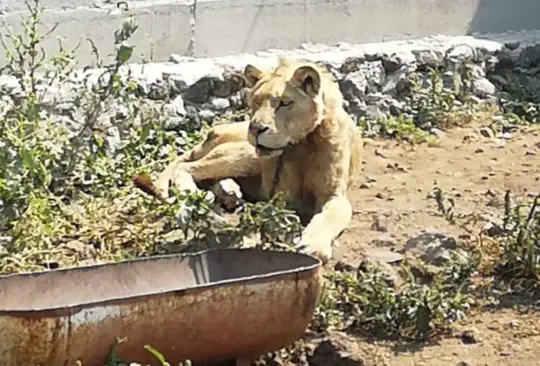 Fiscalía catea vivienda en búsqueda de hombre desaparecido y encuentra un león en Chalco