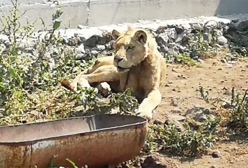 Fiscal&iacute;a catea vivienda en b&uacute;squeda de hombre desaparecido y encuentra un le&oacute;n en Chalco
