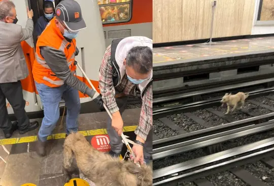 La presencia del perrito en las vías, ocasionó un retraso de hasta 30 minutos en el avances de los trenes