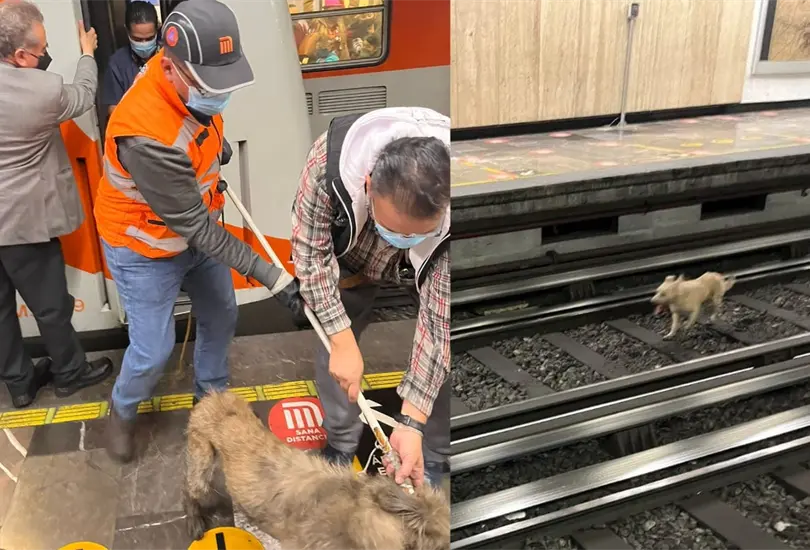 La presencia del perrito en las v&iacute;as, ocasion&oacute; un retraso de hasta 30 minutos en el avances de los trenes